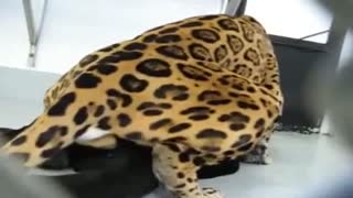 Секс между животных: леопард жестоко трахает черную пуму в жопу