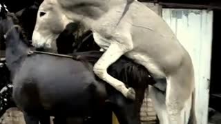 В красивом зоо сексе осел жестко выебал лошадь