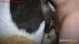 Zoophile fucks a mare close-up